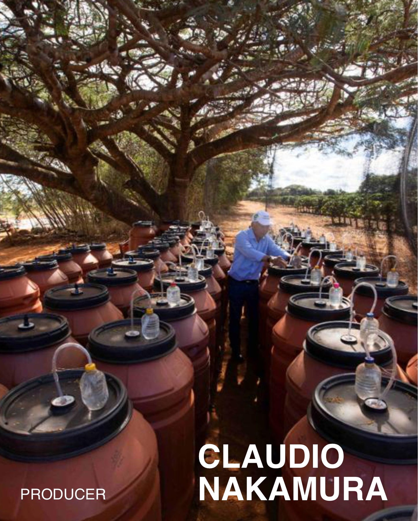 (NEW) Claudio Nakamura, Red Catuai, Natural Anaerobic BRAZIL