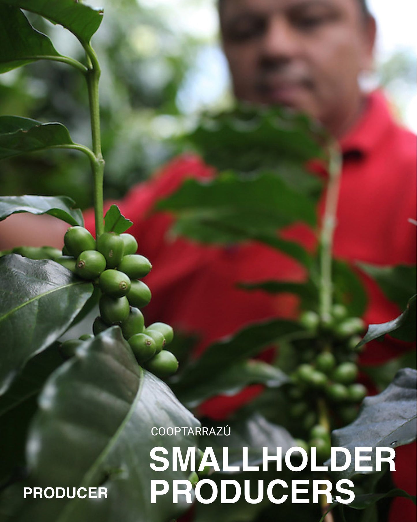 (BESTSELLER) COOPTARRAZÚ, Caturra/Catuai, Washed COSTA RICA