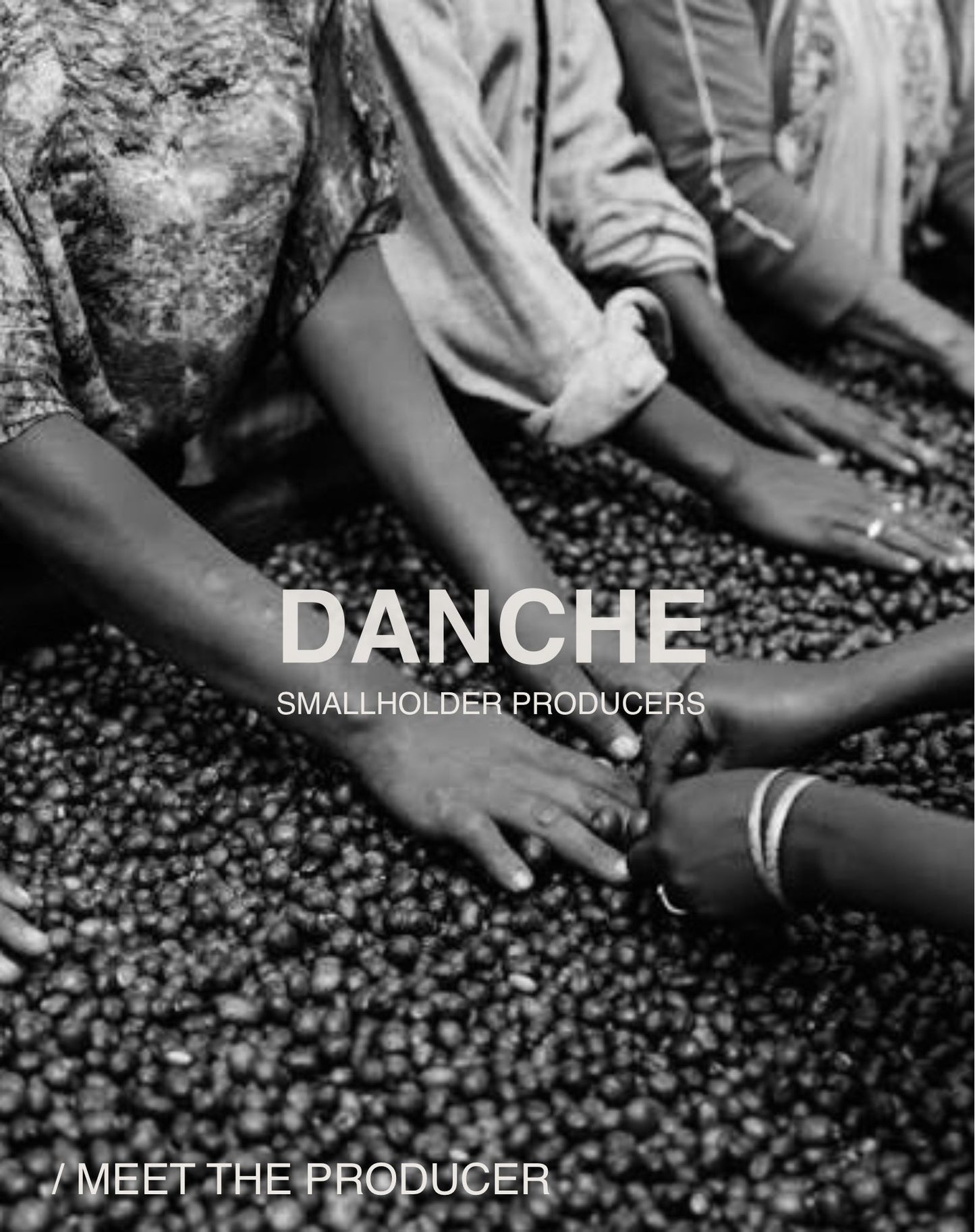 (BESTSELLER) Danche, Landrace, Natural, ETHIOPIA