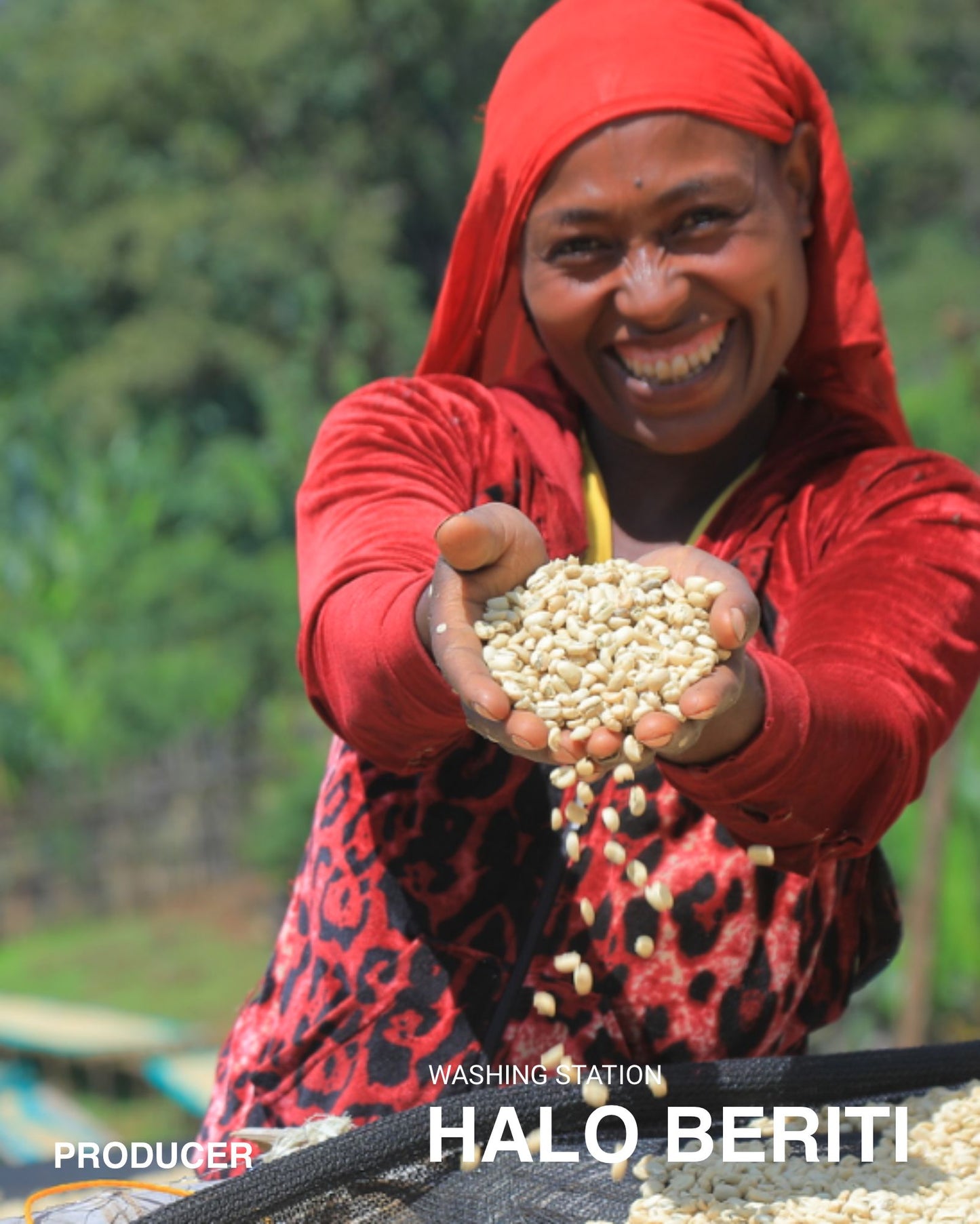 (BESTSELLER) Halo Beriti, Indigenous Heirloom, Washed ETHIOPIA