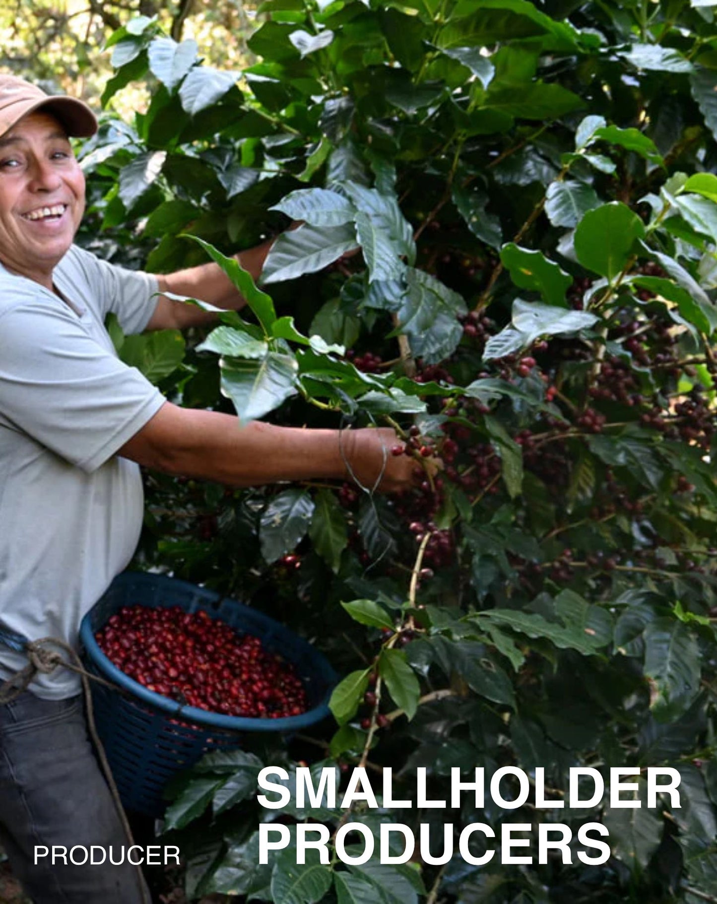 Huehuetenango, Bourbon, Washed GUATEMALA