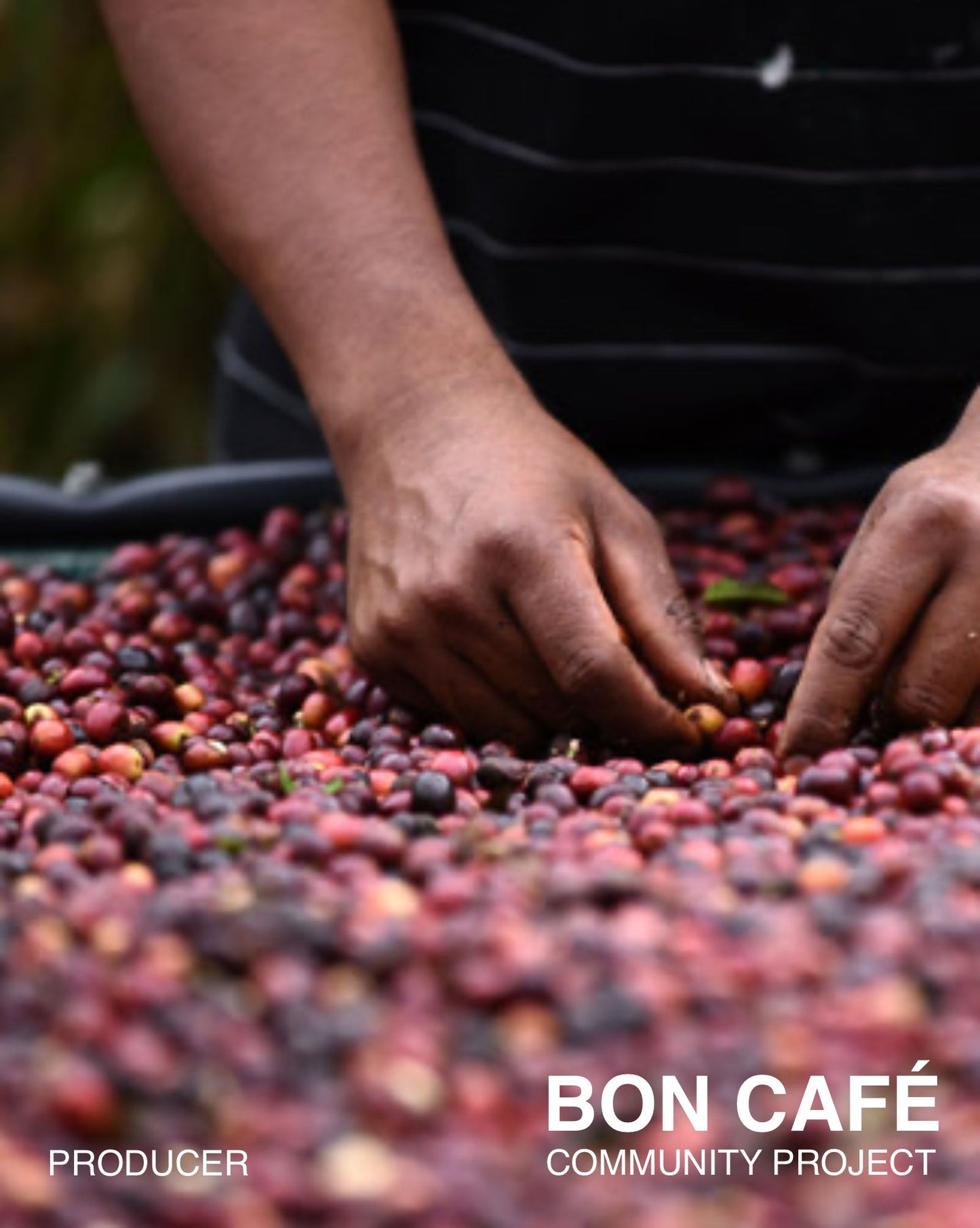 (NEW) HONDURAS Bon Cafe Lavado (ESPRESSO)