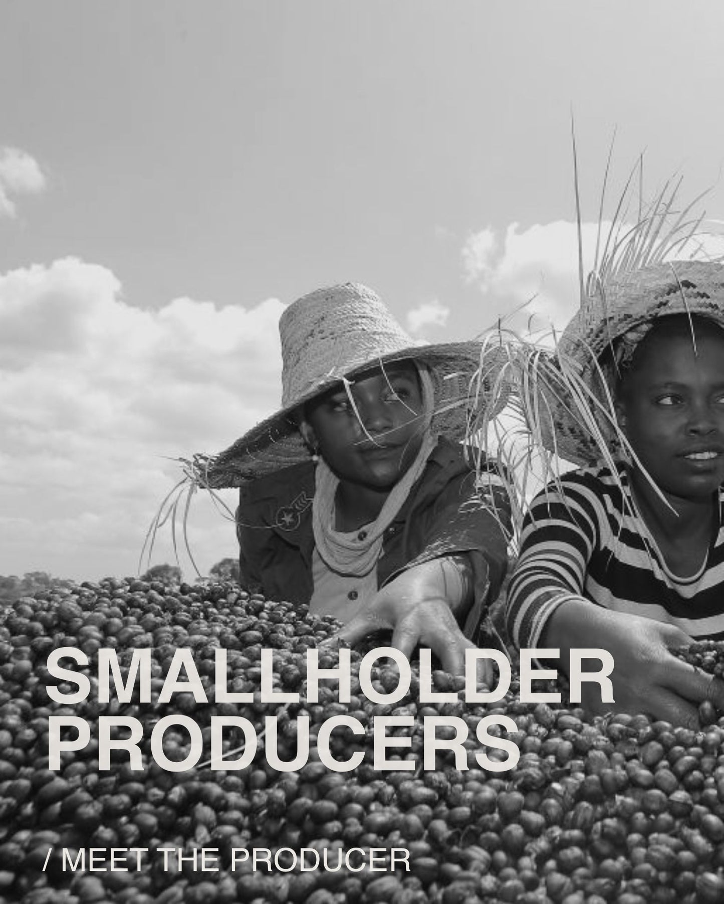 (NEW) Supernatural, Landrace, ETHIOPIA
