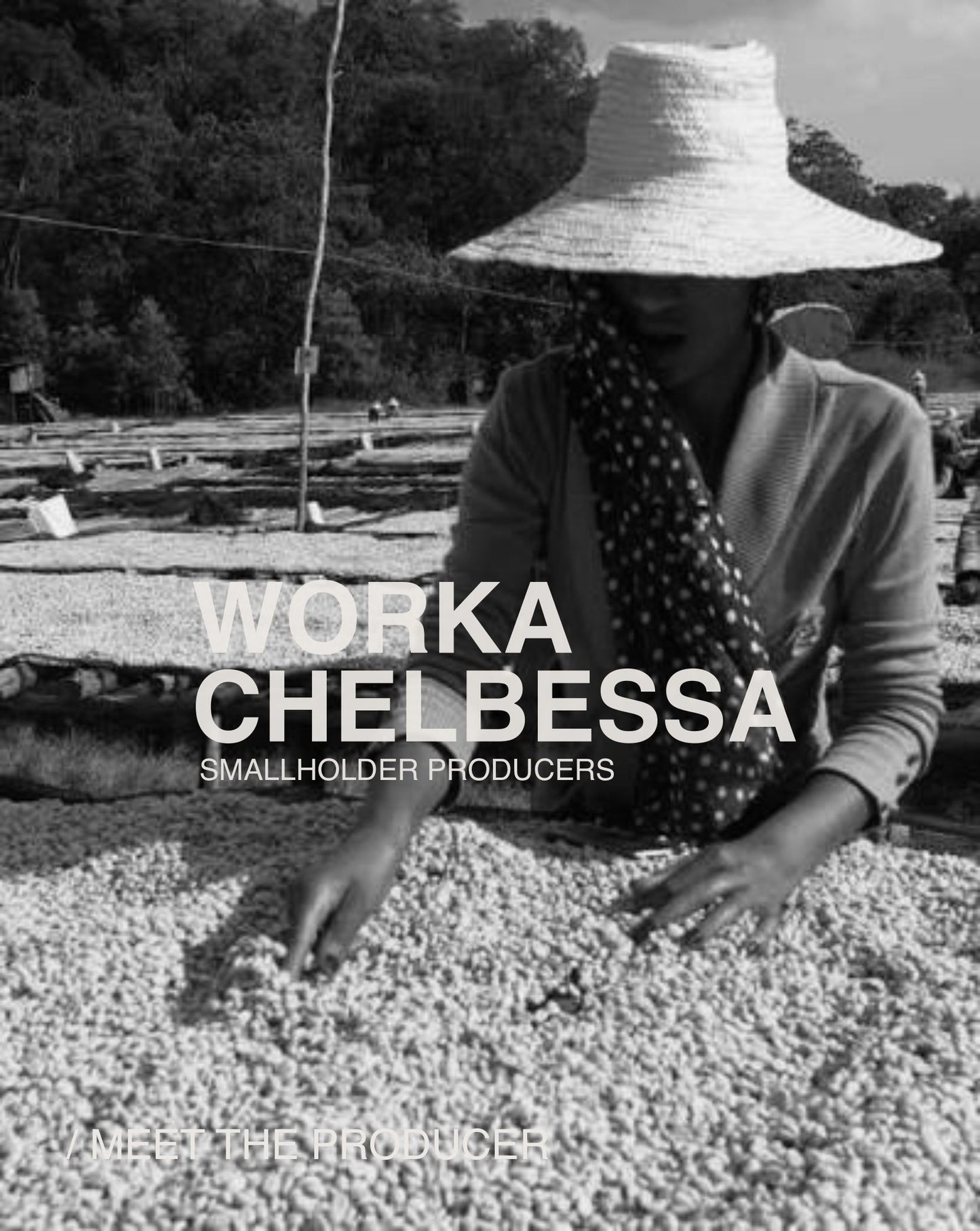 (NEW) Worka, Landrace, Washed, ETHIOPIA