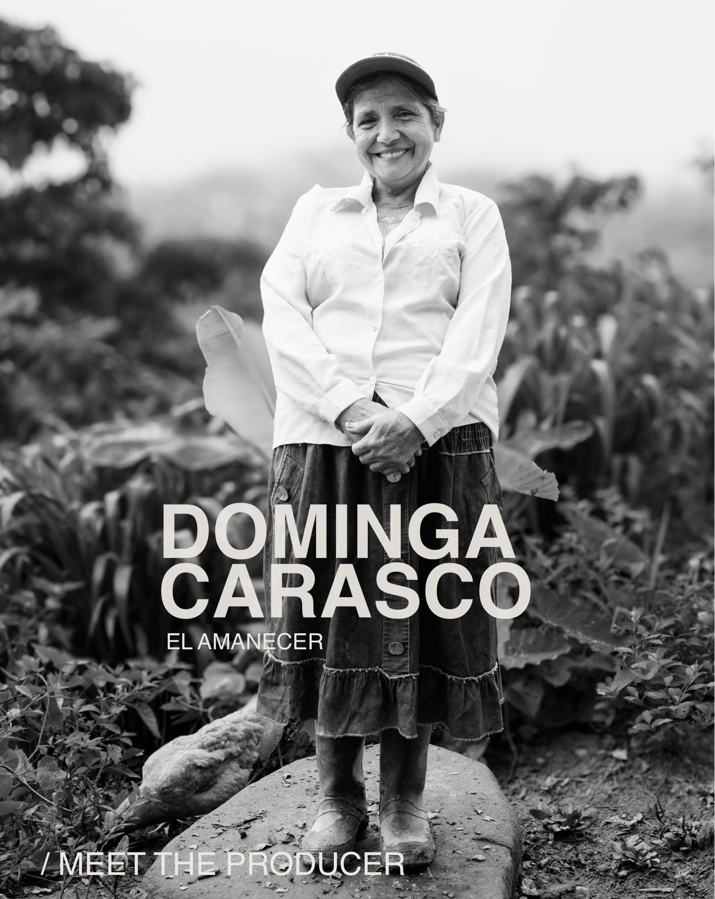 (NEW) Dominga Carrasco,Yellow Caturra, Washed PERU