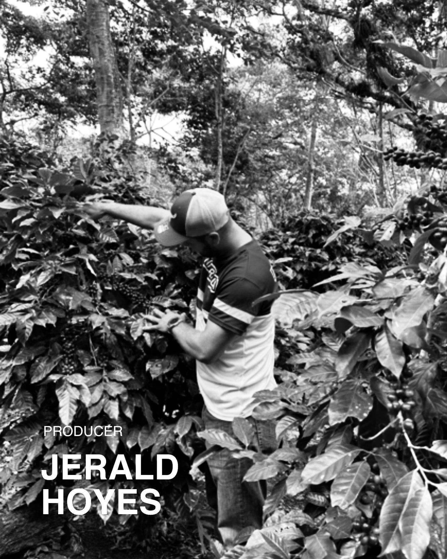 (NEW) Jerald Hoyes,  Caturra, NICARAGUA