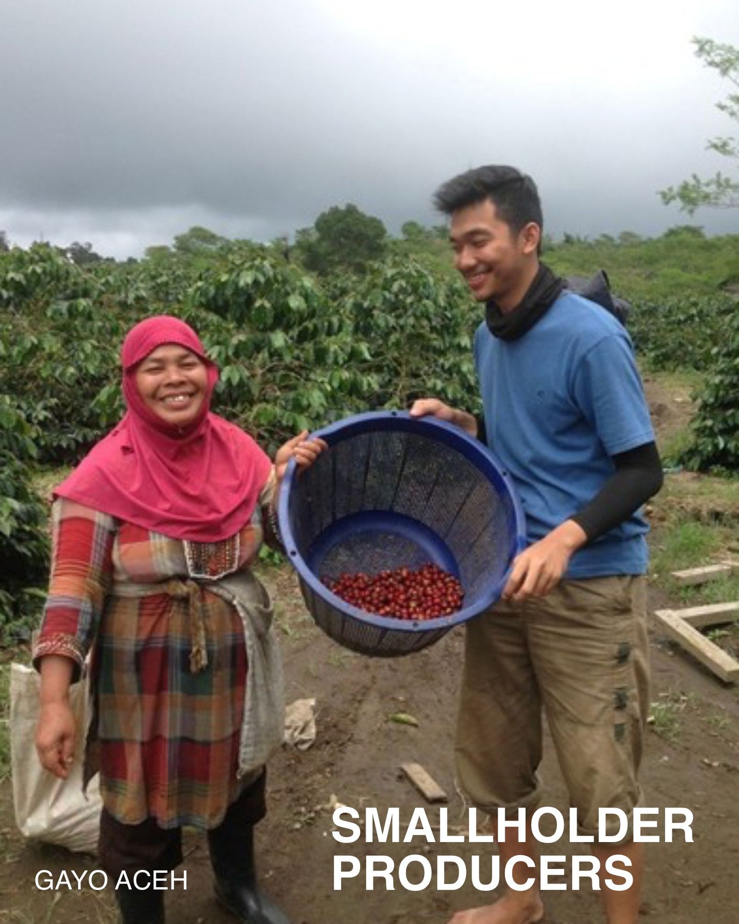 (NEW) Gayo Aceh, Mixed Varietals, Honey SUMATRA
