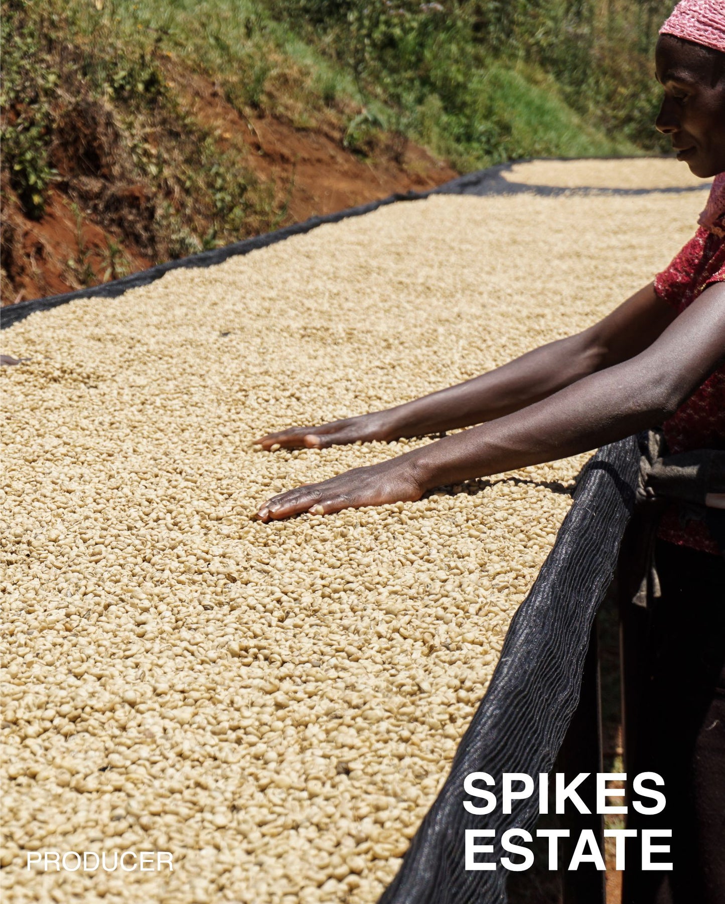 (NEW) KENYA Spikes Kiambu (FILTER)