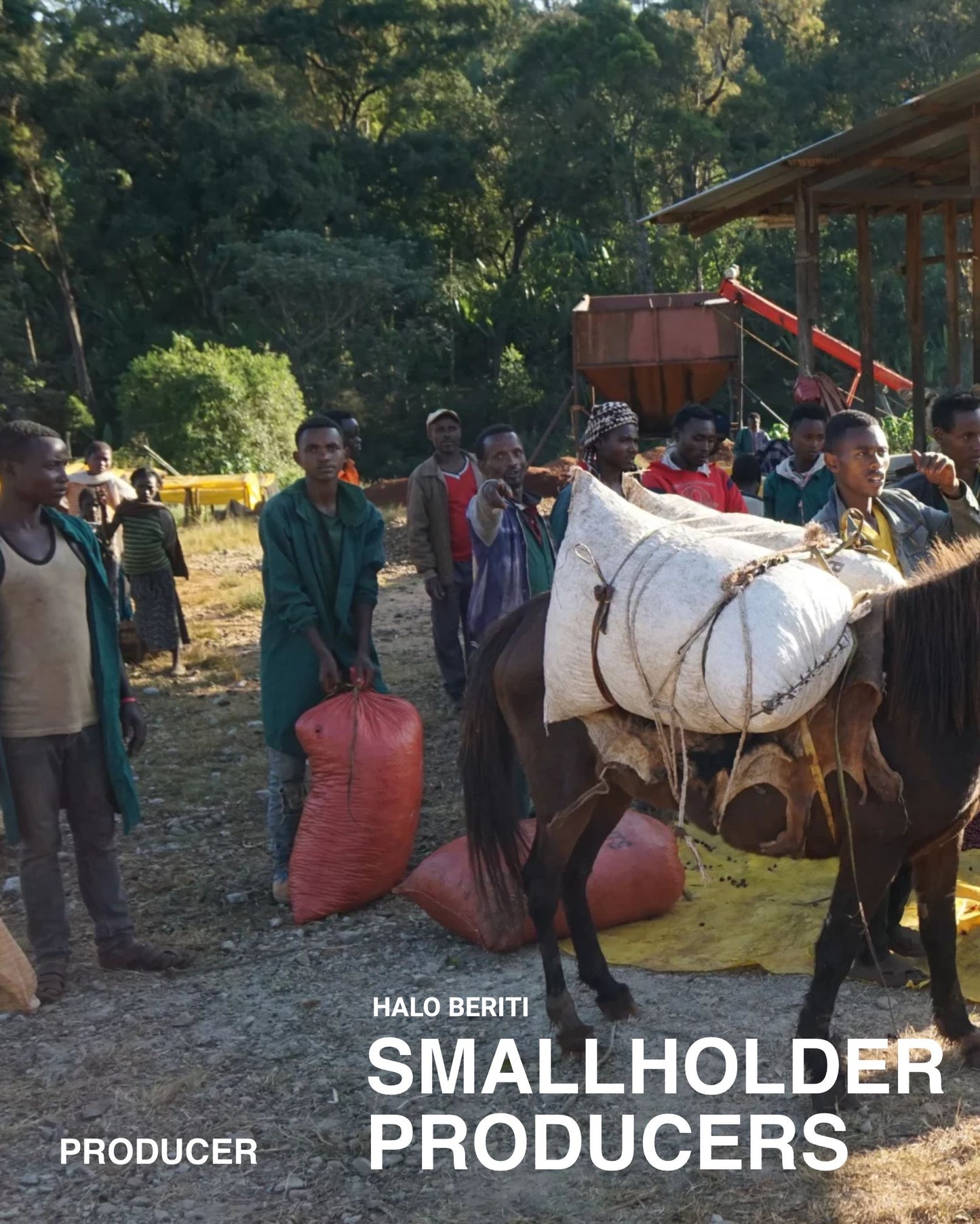 (NEW)Halo Beriti, Indigenous Heirloom, Natural ETHIOPIA (WINTER COFFEE)